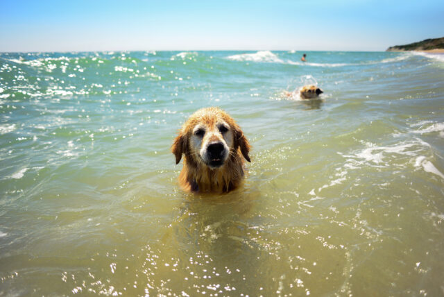 Cucciolo di cane, a che età può fare il bagno al mare?