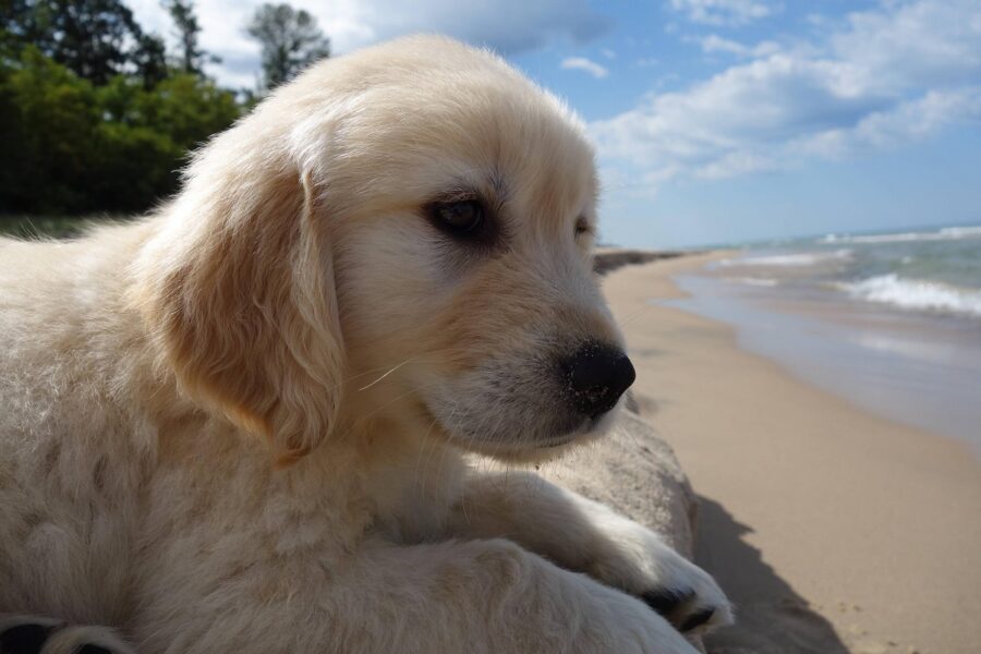 cucciolo di labrador in riva al mare