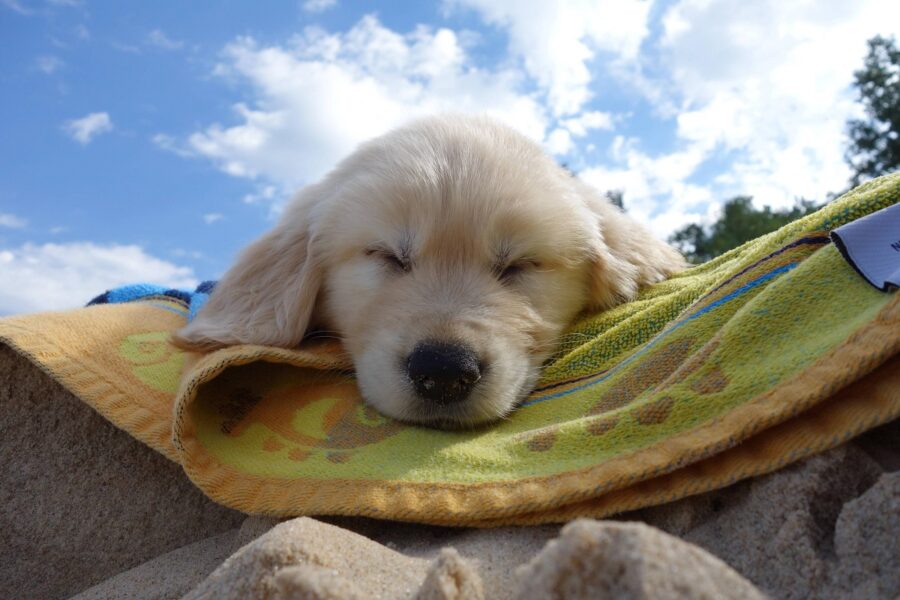 cucciolo di cane in spiaggia