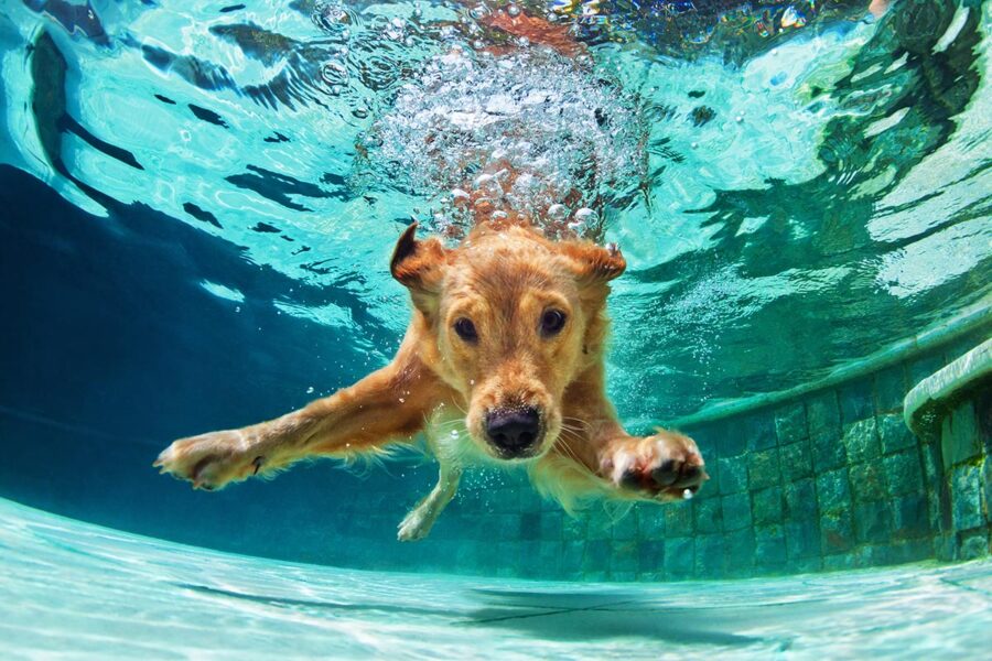 cucciolo di cane in piscina