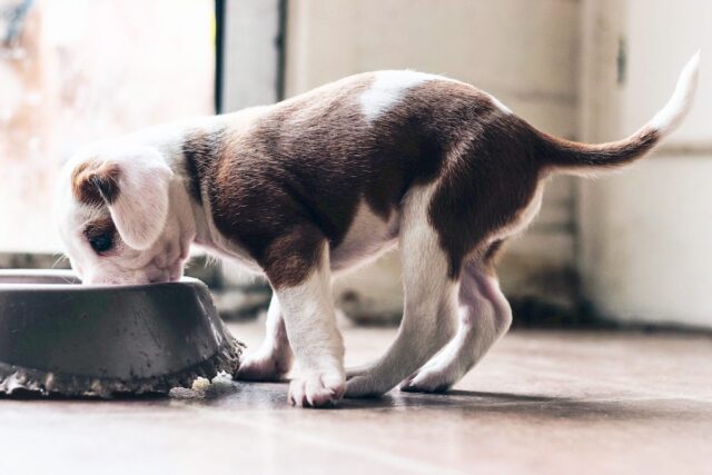 cucciolo di cane mangia da una ciotola grande