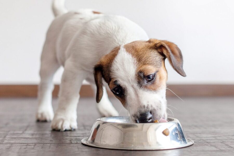 cucciolo di Jack Russel mangia dalla ciotola