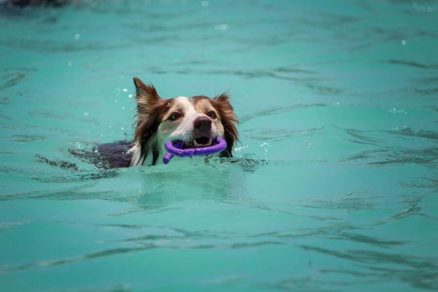 cane in acqua