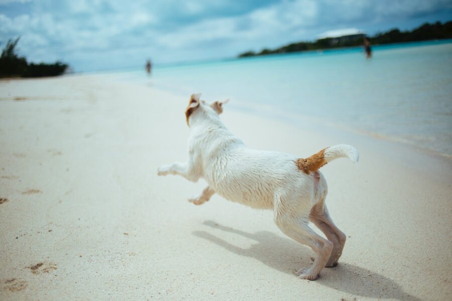 cane in spiaggia