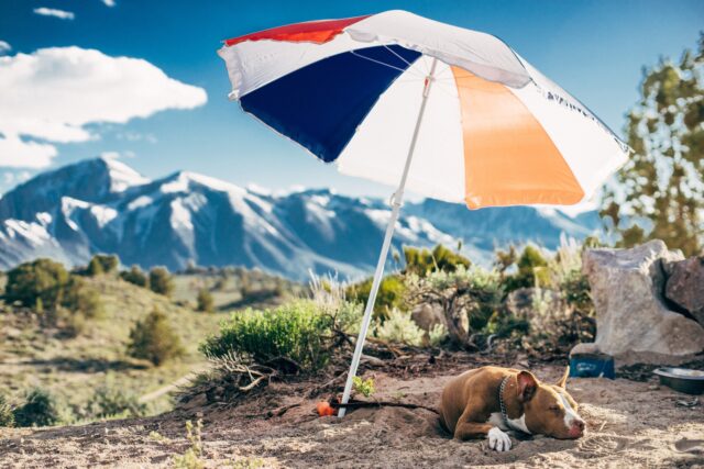 Quanto può stare sotto il sole un cucciolo di cane?