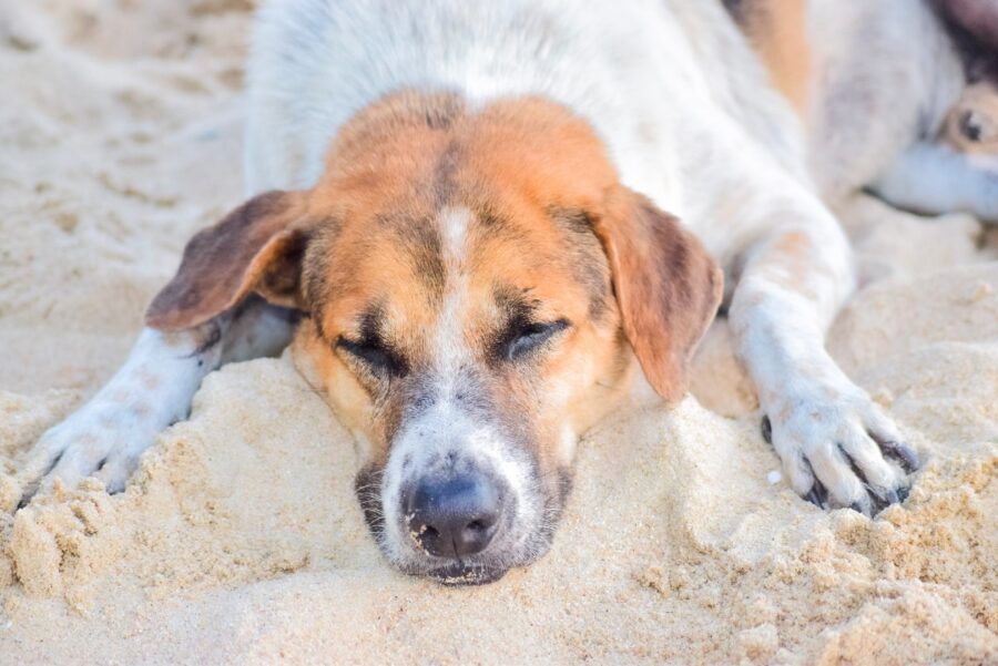 cane accaldato