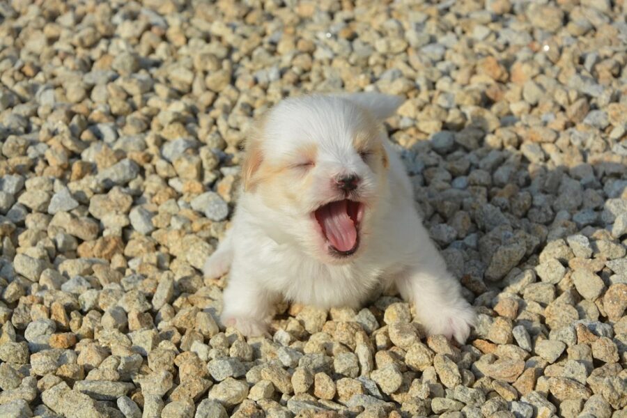 cucciolo di cane sbadiglia