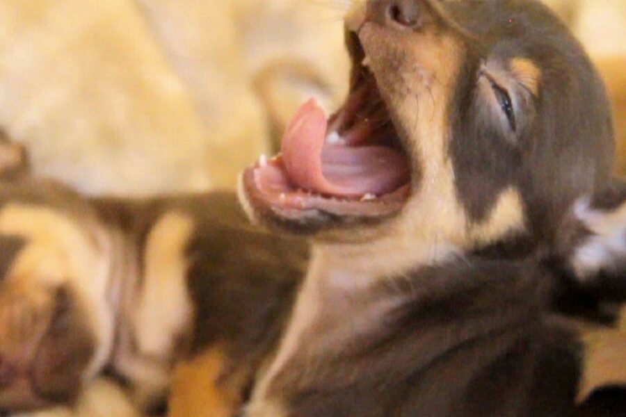 due cuccioli di cane provano a dormire