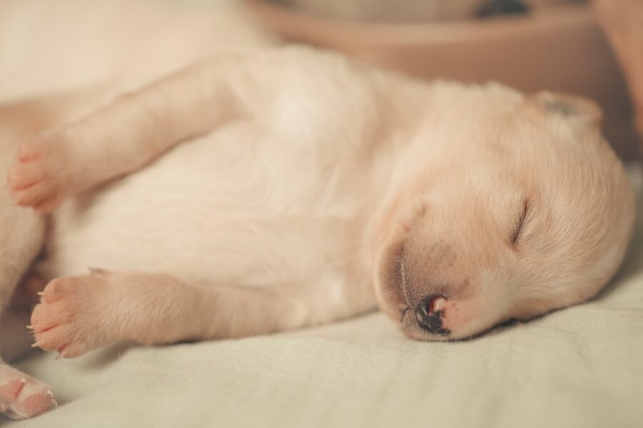 cagnolino che dorme