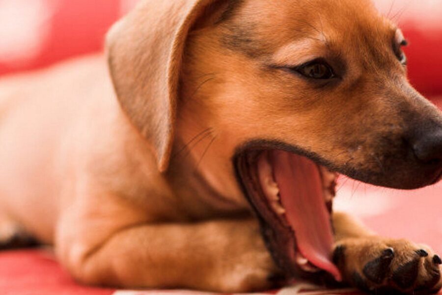 cagnolino su sfondo rosso