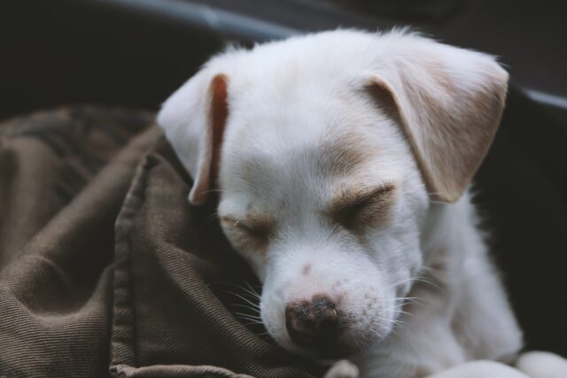 Quali sono gli effetti collaterali più comuni di un cucciolo di cane vaccinato?