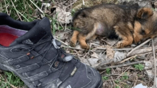 Cagnolino abbandonato trovato a dormire dentro una scarpa