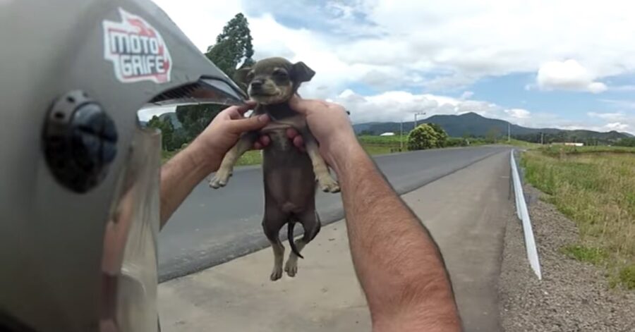 cagnolino salvato in Brasile