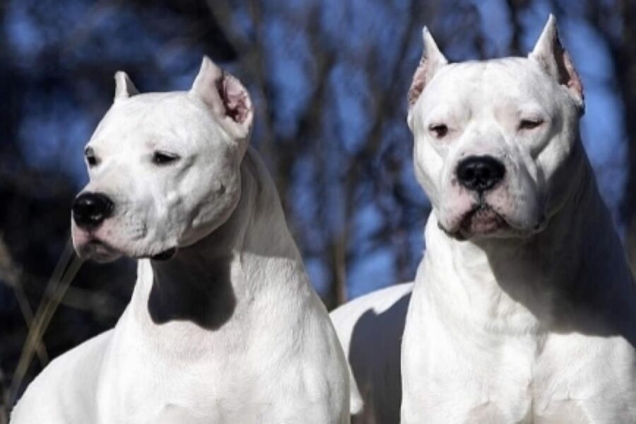 due esemplari di dogo argentino