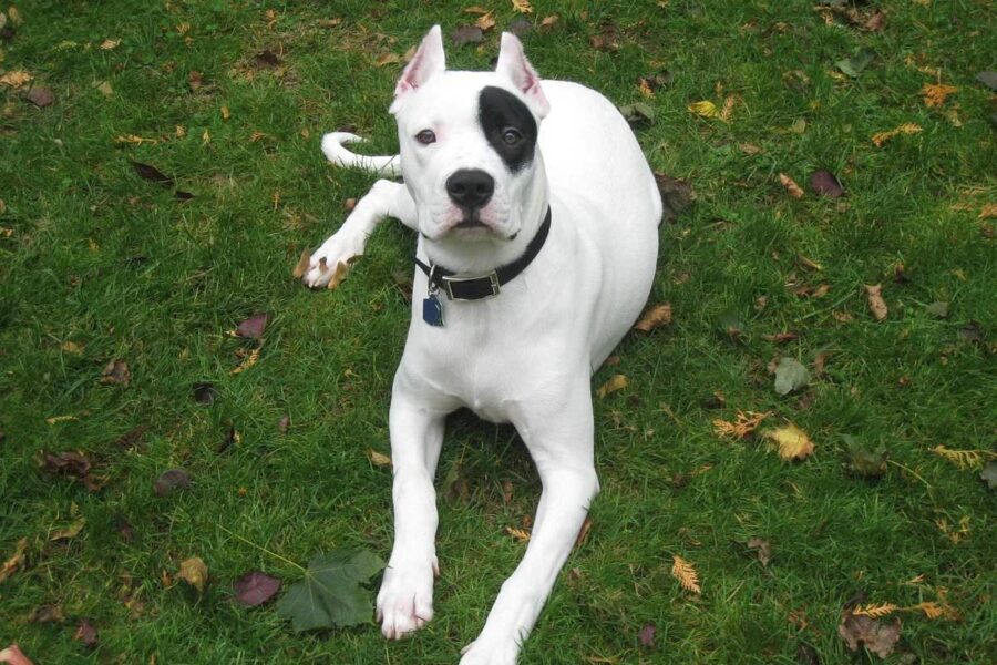 dogo argentino con macchia nera sull'occhio