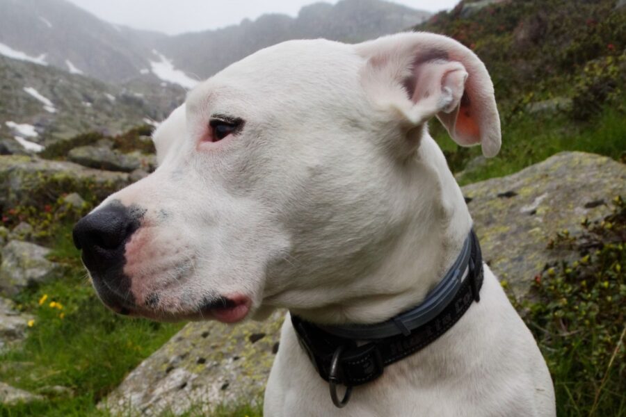 testa del dogo argentino