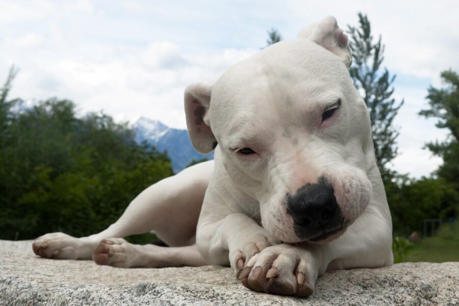 cane che si lecca la zampa