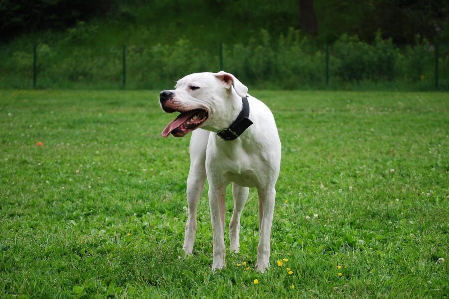 cane sul prato