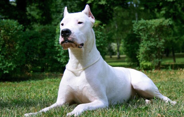 Dogo Argentino: carattere, indole, consigli e curiosità su questa razza di cane