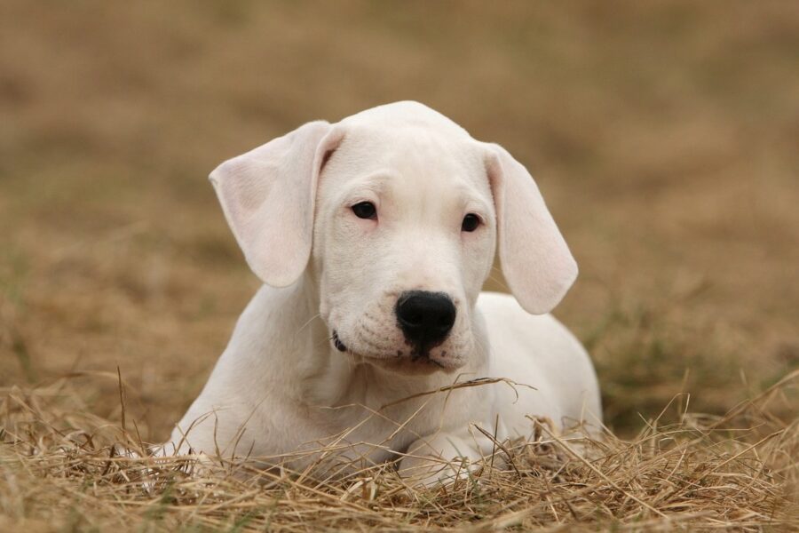 cucciolo di dogo argentino