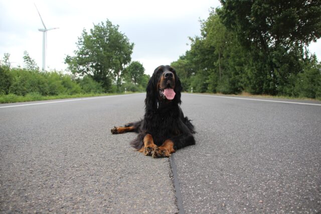 Una donna rischia la vita per salvare un cane che vagava in autostrada (VIDEO)