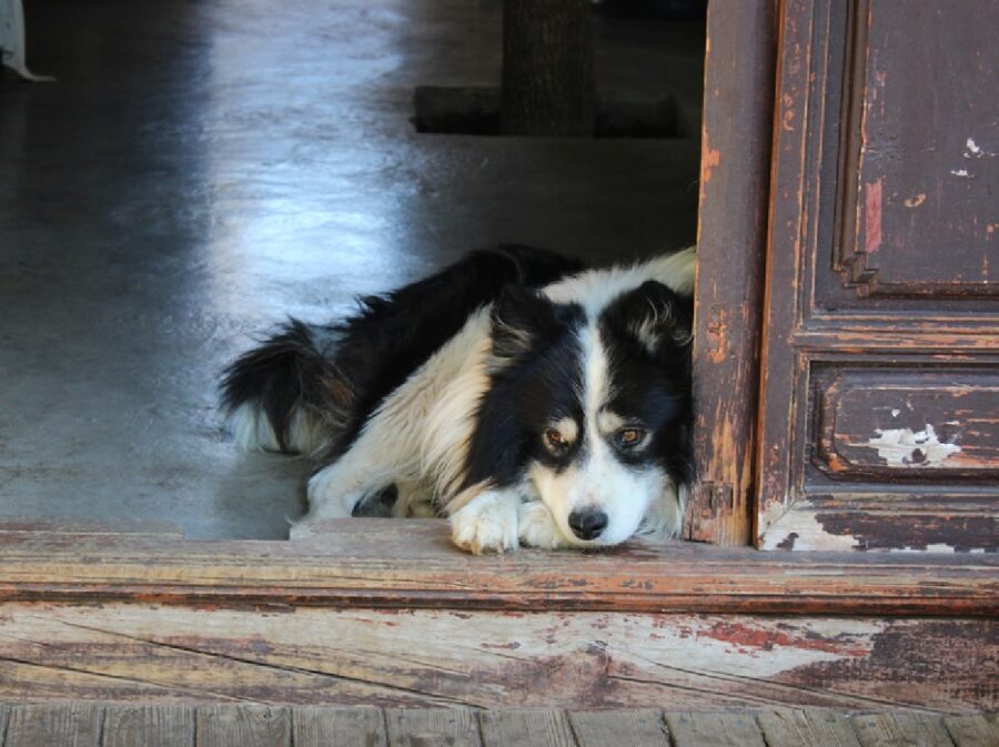 cane anziano vicino porta aperta