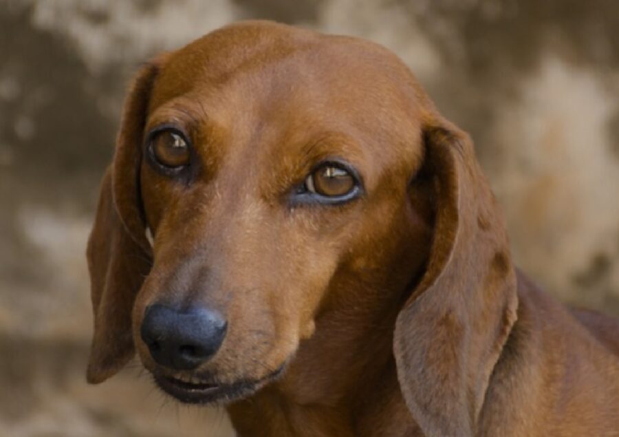 cane simil bassotto pelo marrone