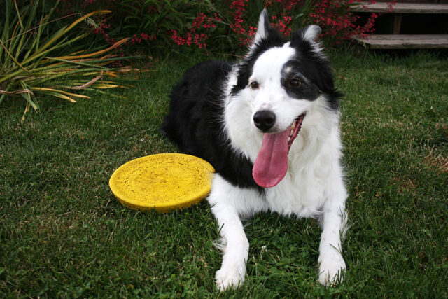 Frisbee per cani, i migliori per giocare con Fido e farlo divertire