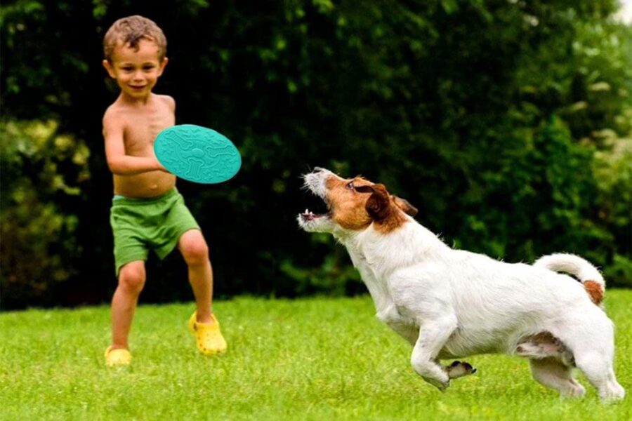 cane gioca con il frisbee