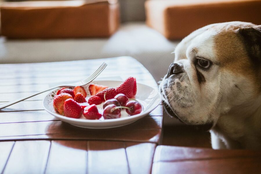 cucciolo di bulldog osserva fragole e ciliegie