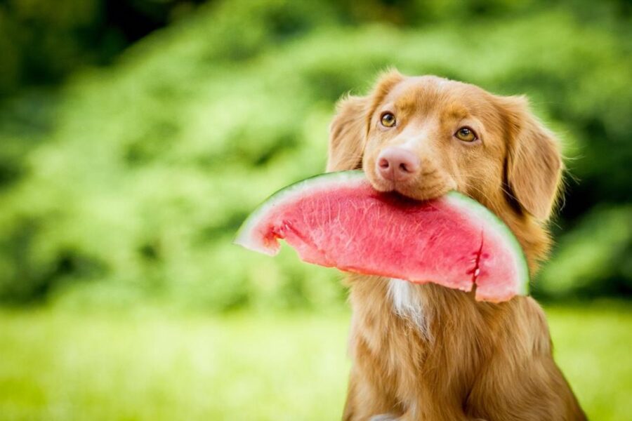 cucciolo di cane addenta fetta di anguria
