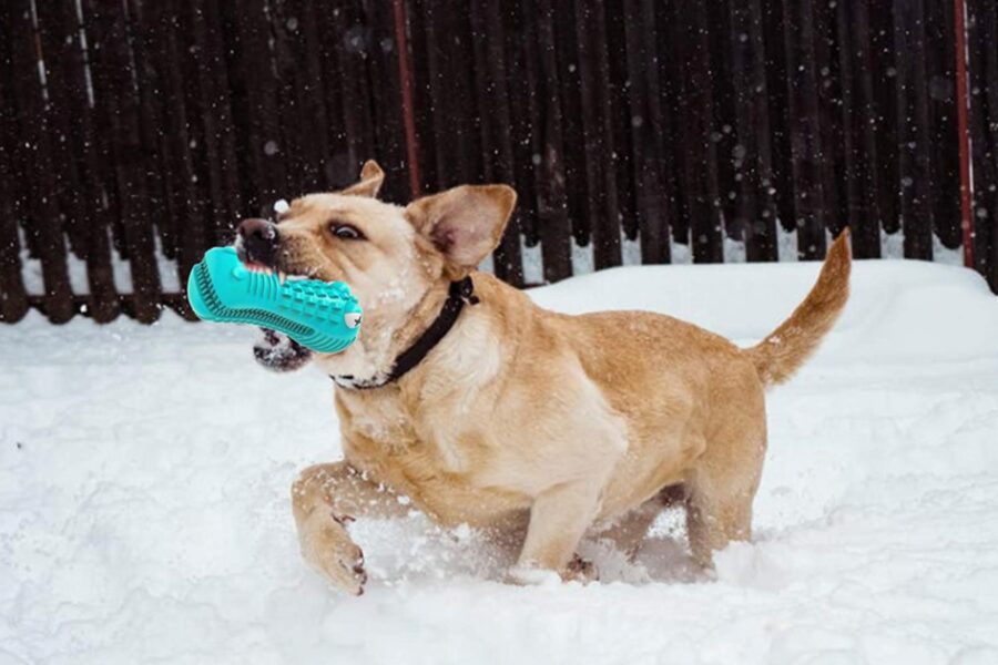 cane sulla neve