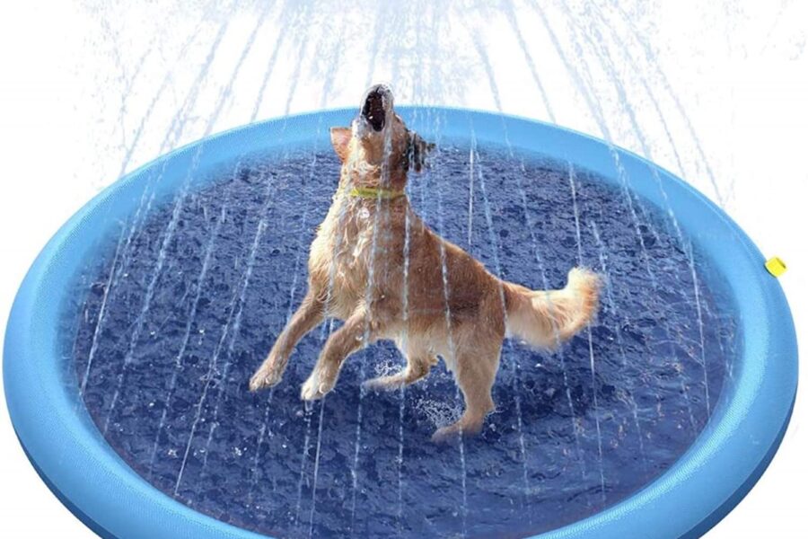 piscina per cani