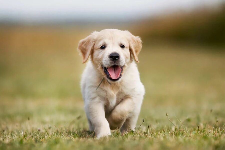 cucciolo di cane che cammina