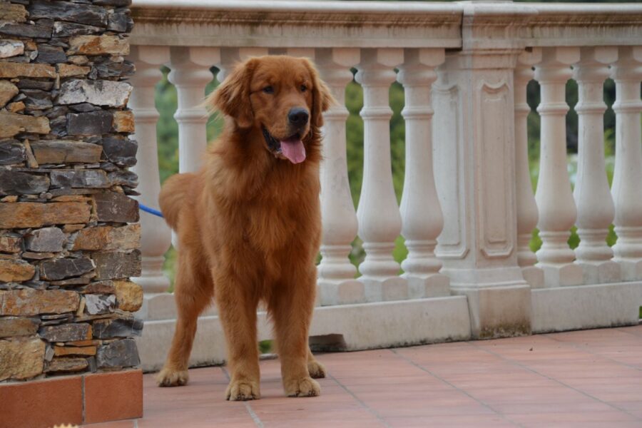 cane in balcone