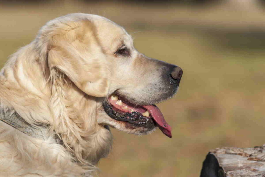 cane di profilo