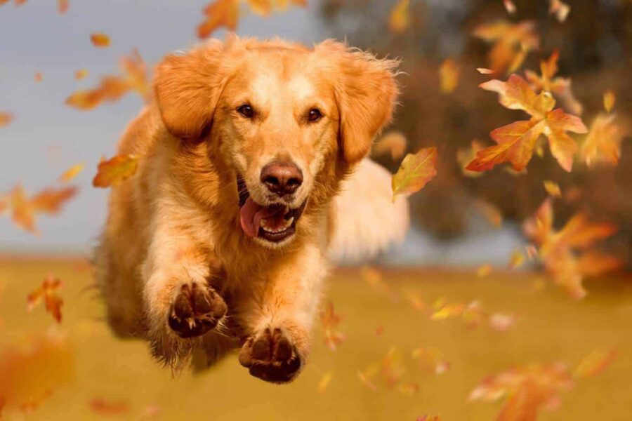 cane in autunno