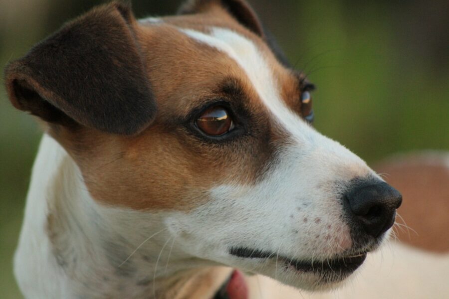 muso del jack russell 