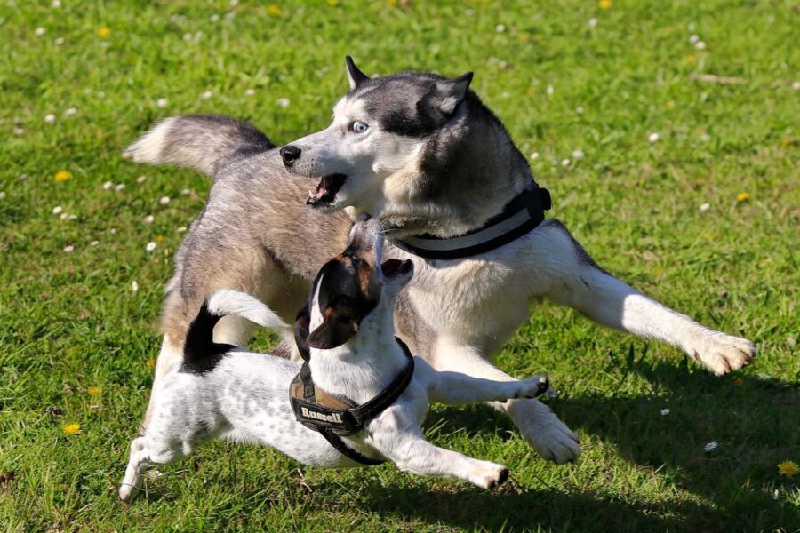 jack russell e husky