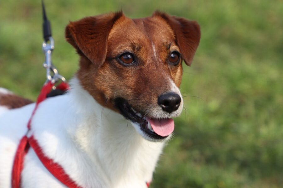 jack russell al guinzaglio