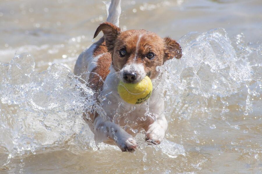 cane al mare con la palla