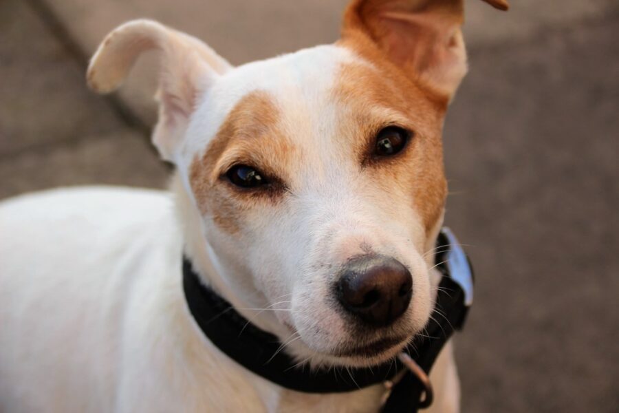 jack russell bianco con macchie marroni