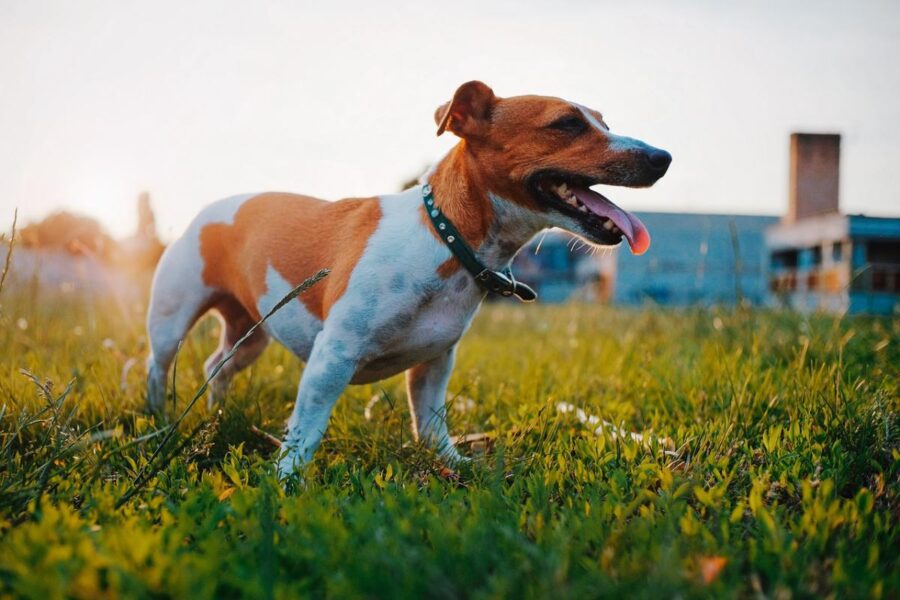 jack russell sul prato