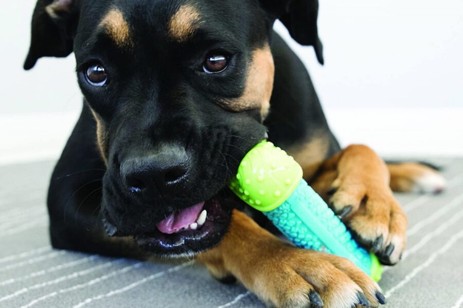 cane che mastica osso di gomma