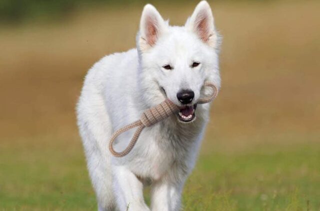 Le migliori corde per giocare con il cane: resistenti e colorate