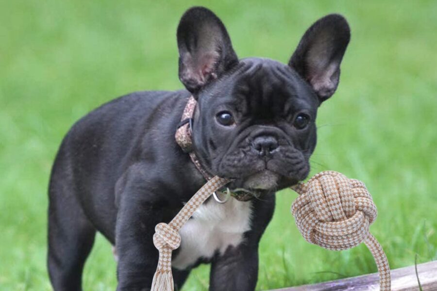 cane tiene corda fra i denti