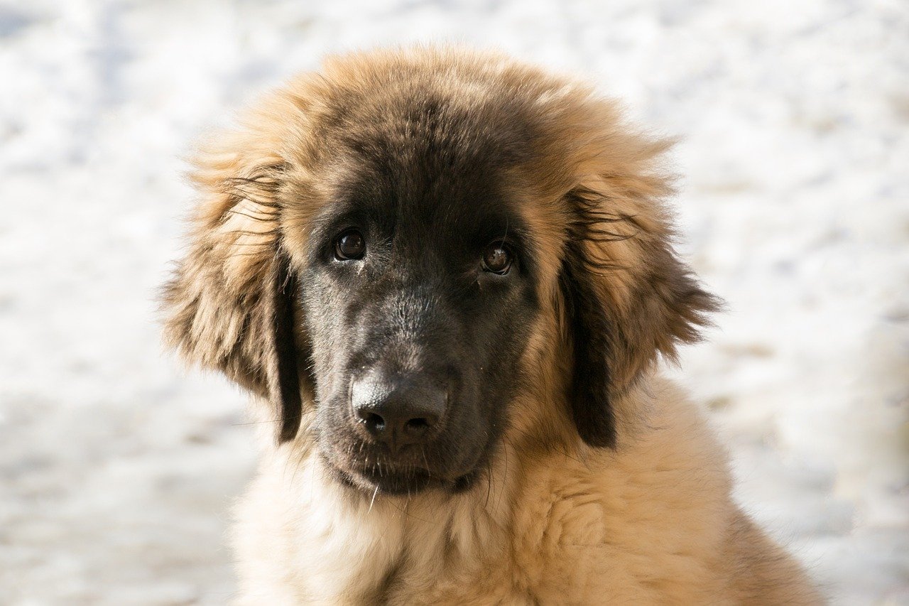 leonberger occhi teneri