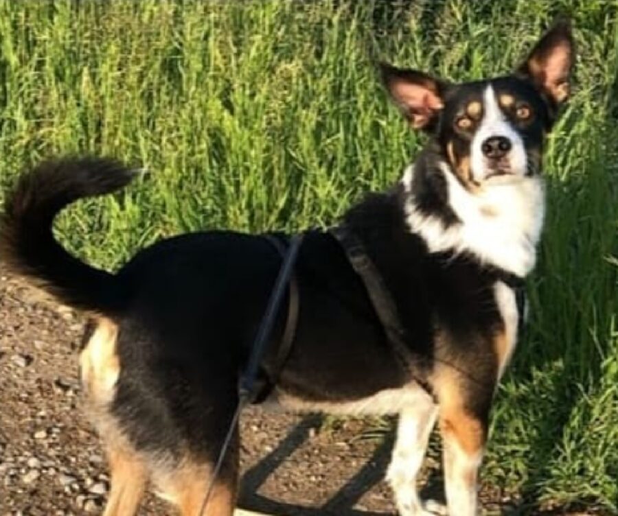 cane davanti campo agricolo