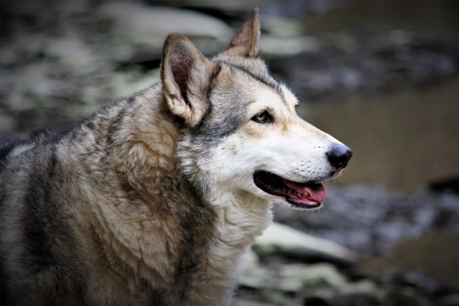 cane lupo cecoslovacco