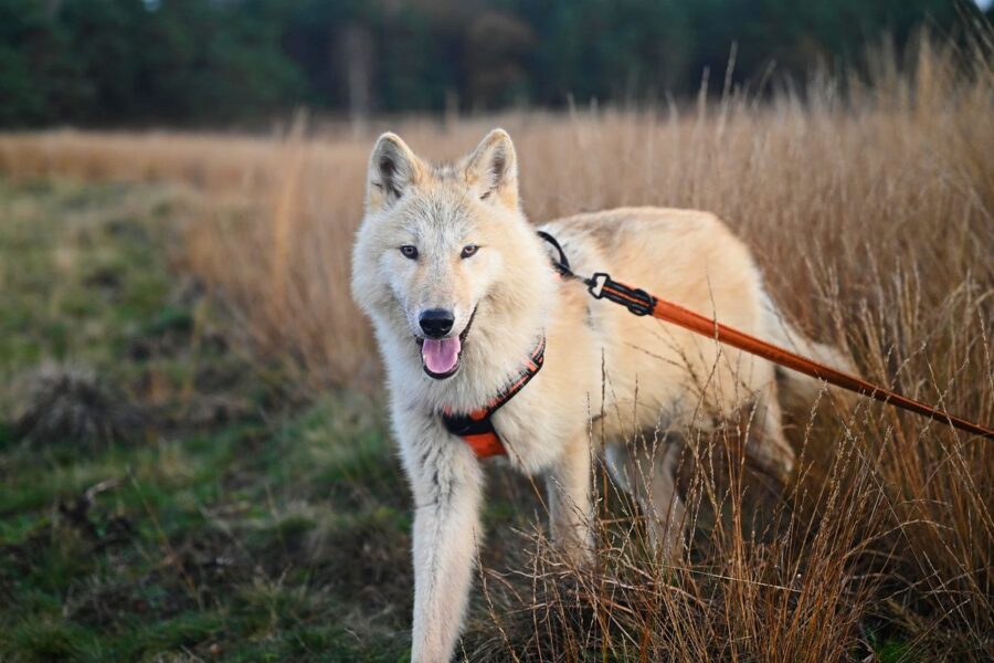 cane al guinzaglio nella natura